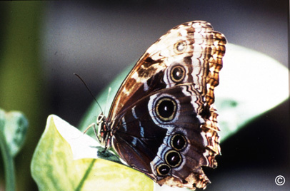 Butterfly Gallery (Color)