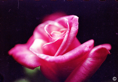 Rose Gallery (Color)