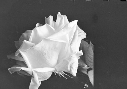 Rose Gallery (Black and White)